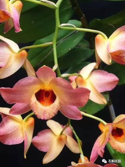 种植石斛兰的正确方法,石斛兰如何种植长得好看