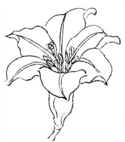 牡丹切瓣花国画画法,国画山茶花花瓣画法