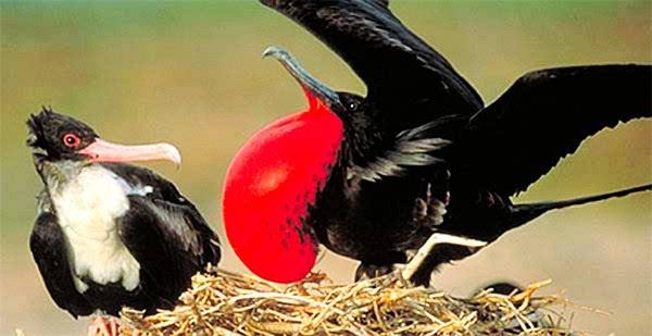 飞得最快的鸟是雨燕,军舰鸟尖尾雨燕游隼哪个更快