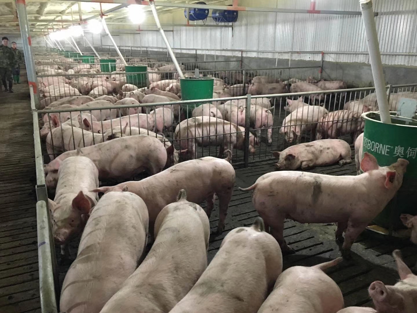 猪价十元养殖户一只猪能赚钱吗,现在猪价贵养小猪合适吗