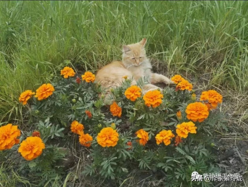 花间奔赴，猫有一个相思海