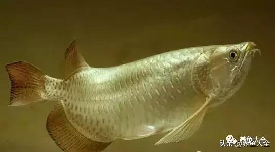 1米2的缸养龙鱼,养龙鱼多大缸合适