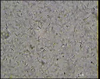 养猪公猪怎么管理,养猪技术教学公猪