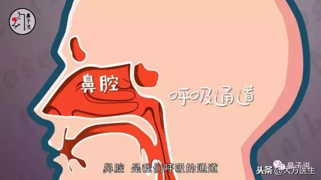 详细看一下鼻子的结构,从鼻孔形状能看出鼻子高低吗