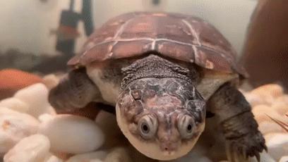 龟龟长大了,我滴个龟龟是什么意思