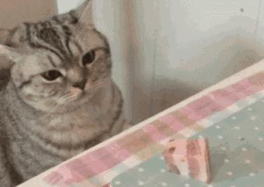 猫咪跑出去了自己知道回家吗,为什么猫咪离家回来后就很老实