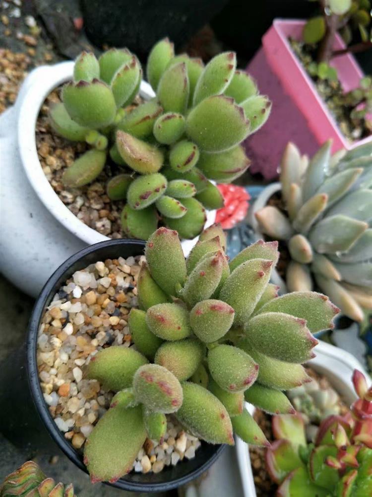 多肉植物淋雨怎么护理图片,多肉怎么拯救