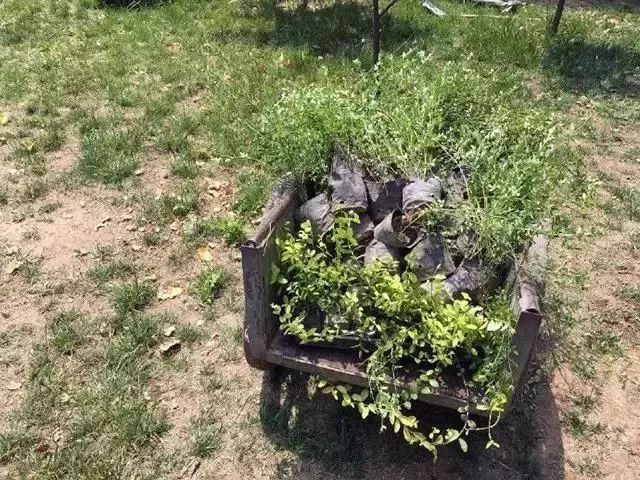 这家破厂房改造的花店，这是北京最美的小花店，明星都来拍照