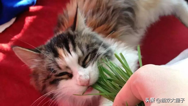 猫草和化毛膏哪个比较好,猫草和化毛膏哪个好