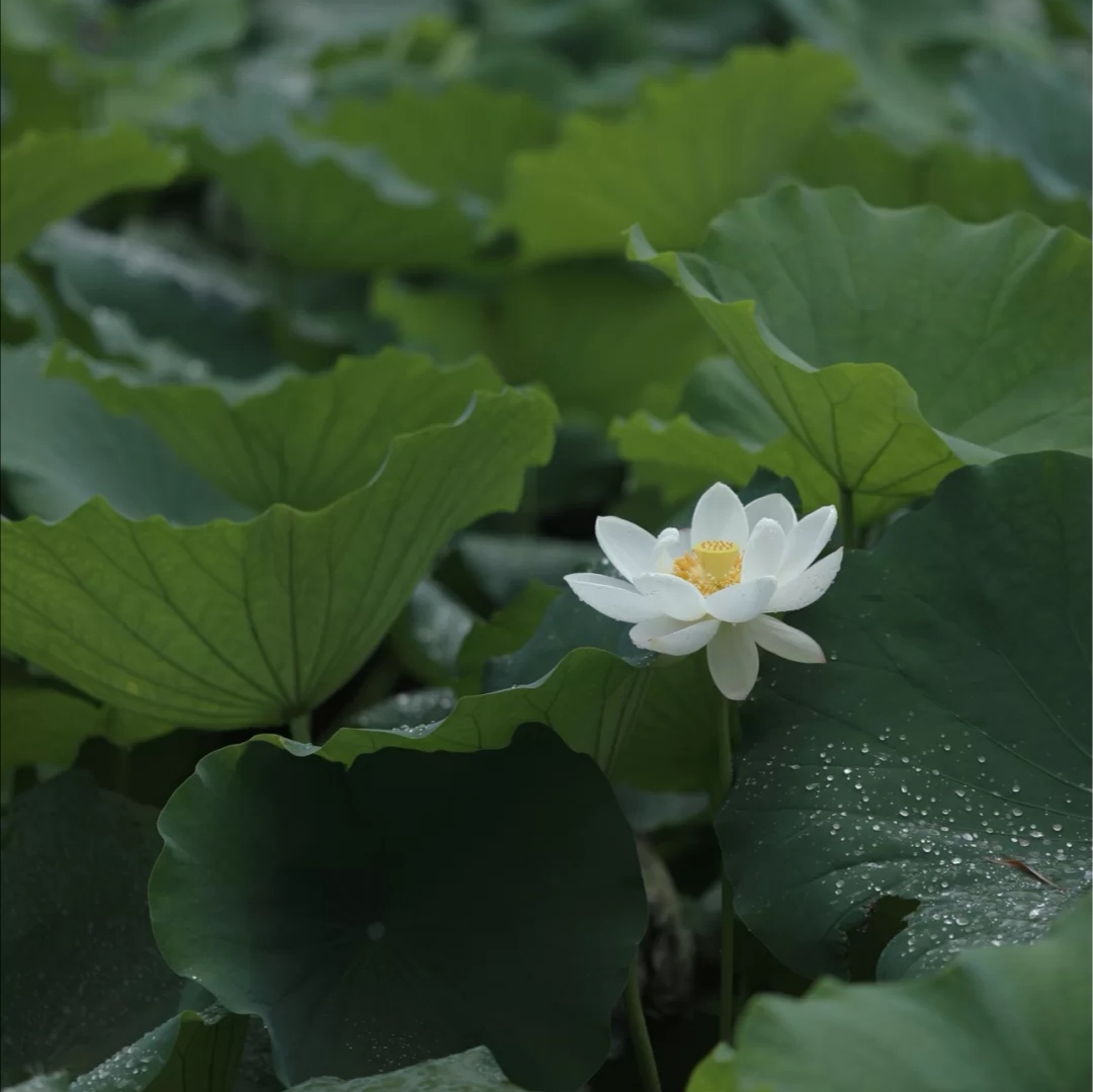 孙俪食堂,孙俪素食一日三餐