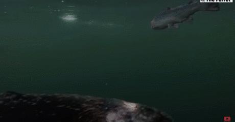 外媒曝光了挪威三文鱼养殖真相吗,最毒的深海三文鱼