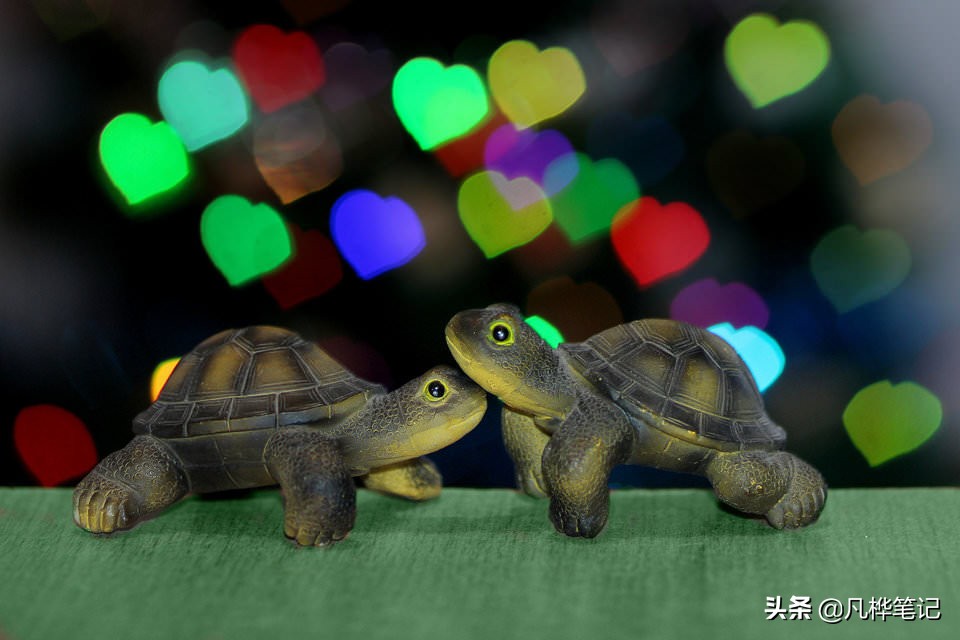 学习摄影入门画质,学习摄影有哪些常识