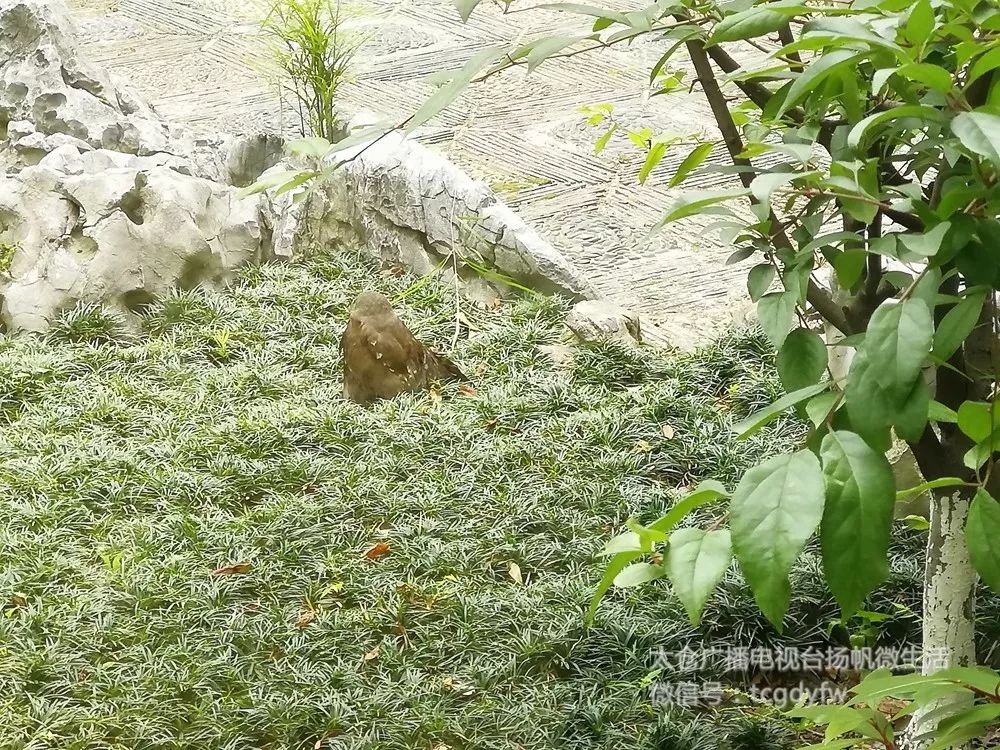 宝兴警方救助一只可爱的野生动物,保安小哥帮忙照顾走失狗狗