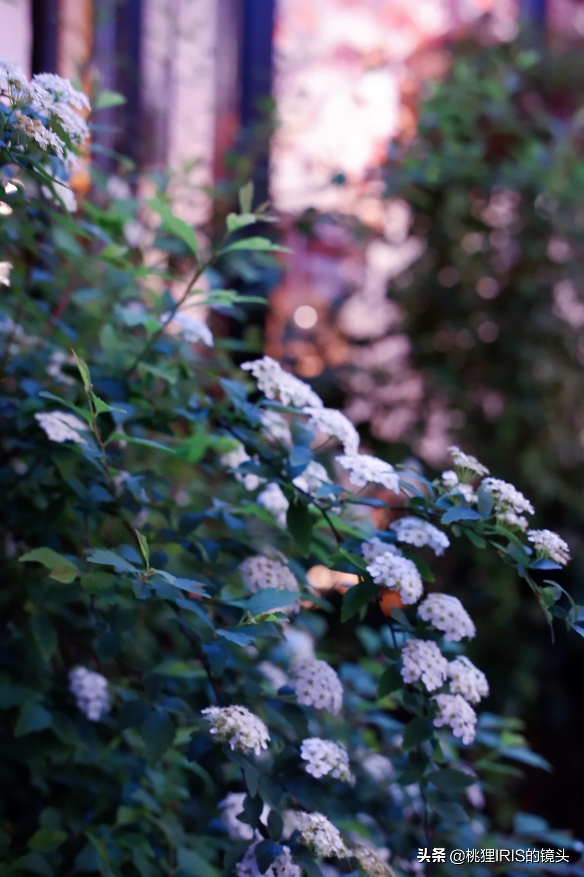 杭州餐厅探店推荐,杭州花园餐厅团购