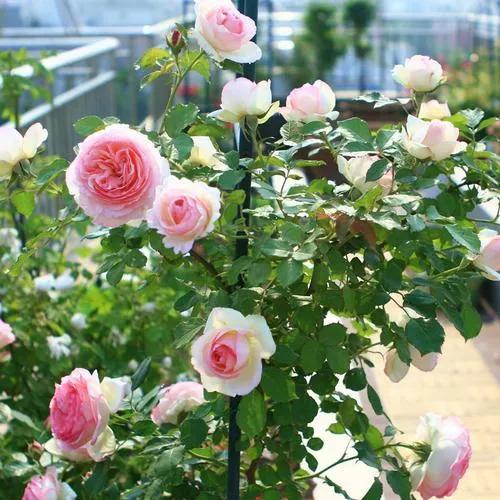 五月适合种花吗,五月养什么花