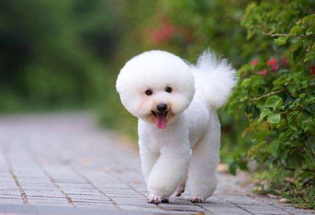 为何养比熊的人这么厉害,为什么很多人都喜欢养比熊