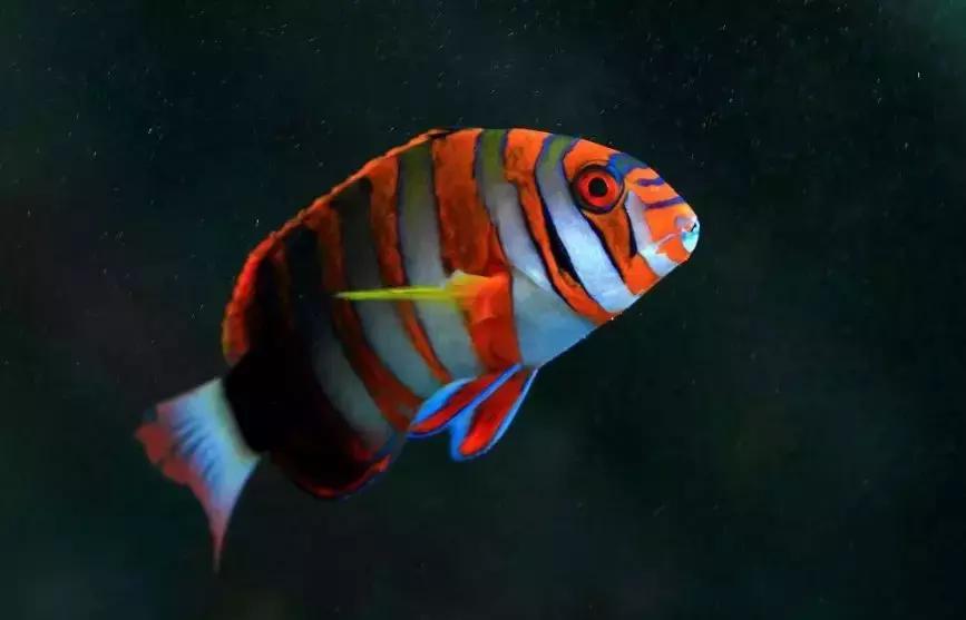 fot海水观赏鱼,fot鱼品种