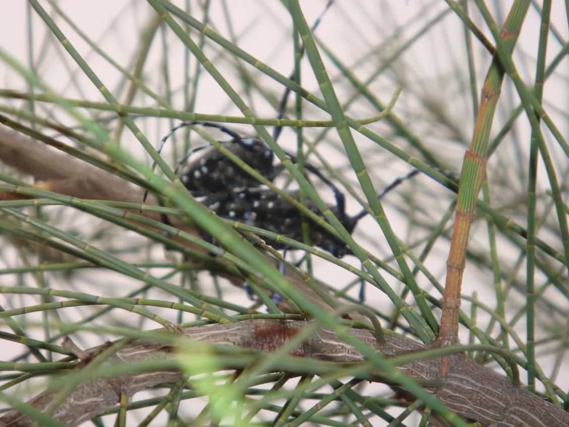 大树上有天牛怎么治疗,树干内的天牛用什么药防治