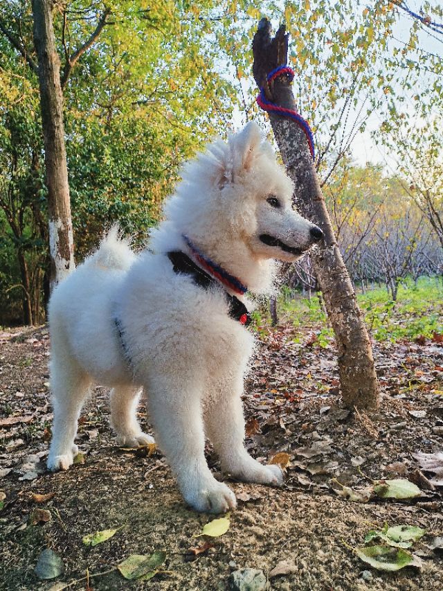萨摩耶犬饲养注意事项,养萨摩耶犬注意的事项