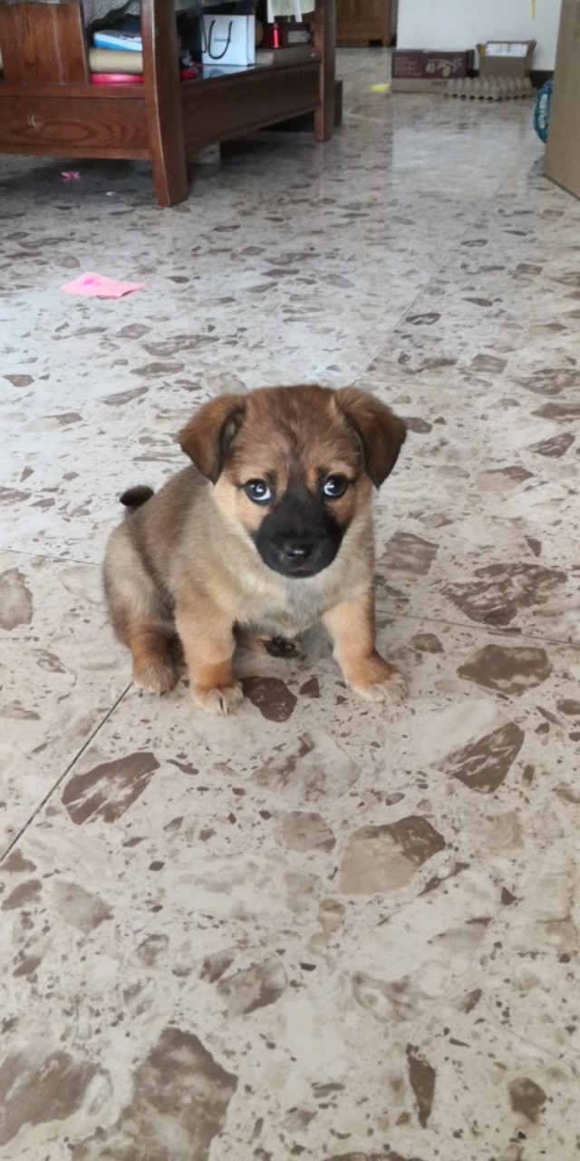 在小区捡到小狗,刚捡到的小狗怎么养