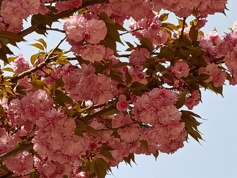 岳父怕岳母,怕丈母娘怕老婆