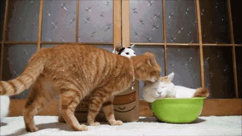 猫咪过度舔舐挠痒怎么办,猫咪过分挠猫砂