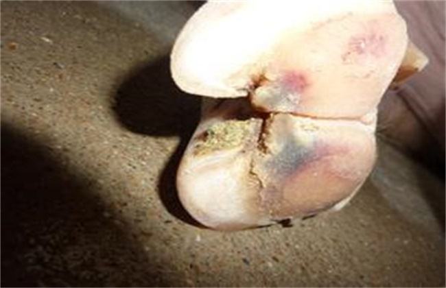 母猪经常发生蹄裂是什么原因,母猪蹄裂了怎么快速恢复