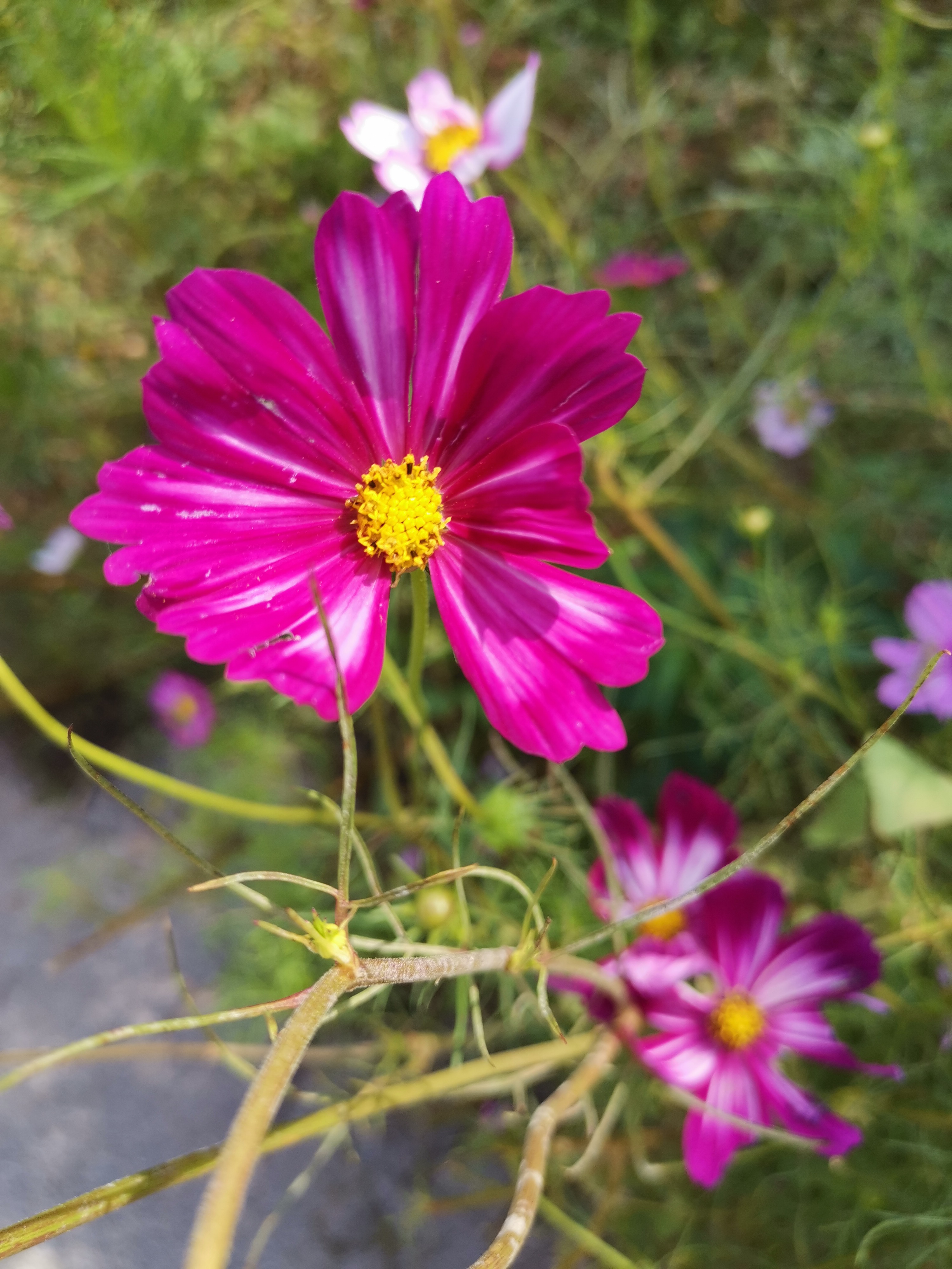 心上人啊你在哪里歌曲,心上人啊你在哪歌词意思