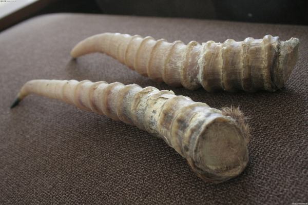 哪九种文玩不准卖,千万不能买的文玩有哪些