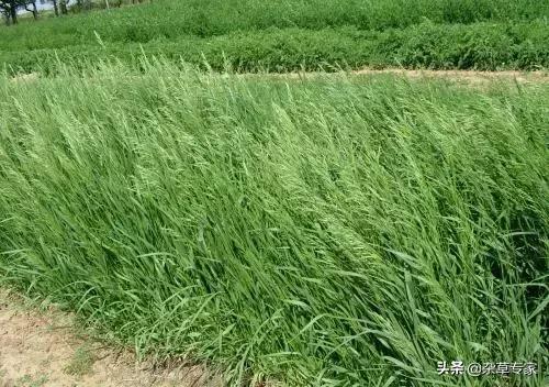 恶性杂草茅草专用除草剂,除草剂除顽固性杂草