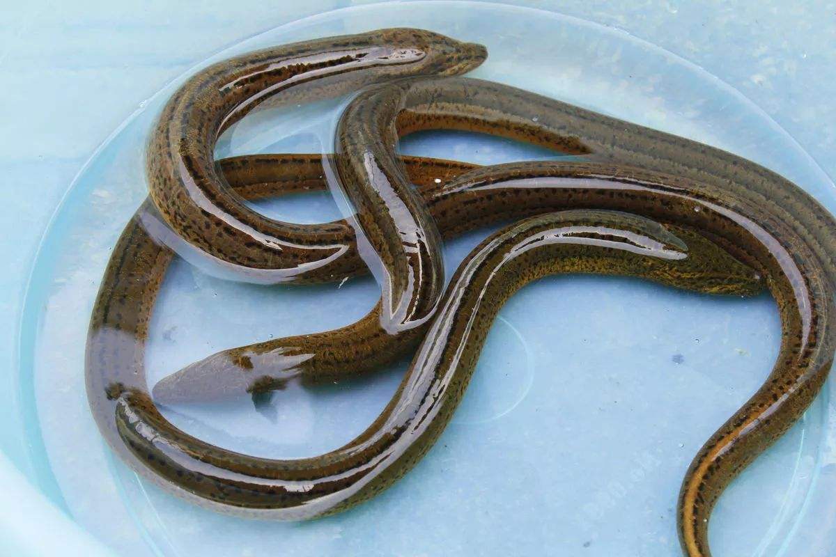 黄鳝是食肉的吗,黄鳝属于真正的鱼类吗