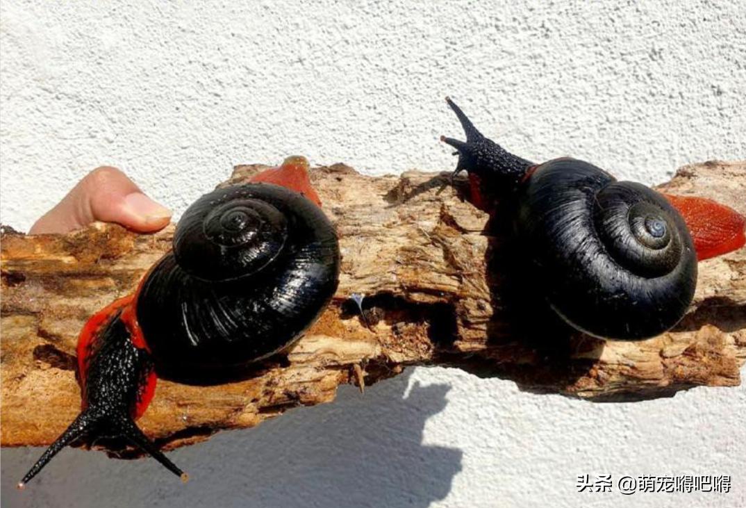 鲜艳的宠物蜗牛,另类宠物都有什么名字