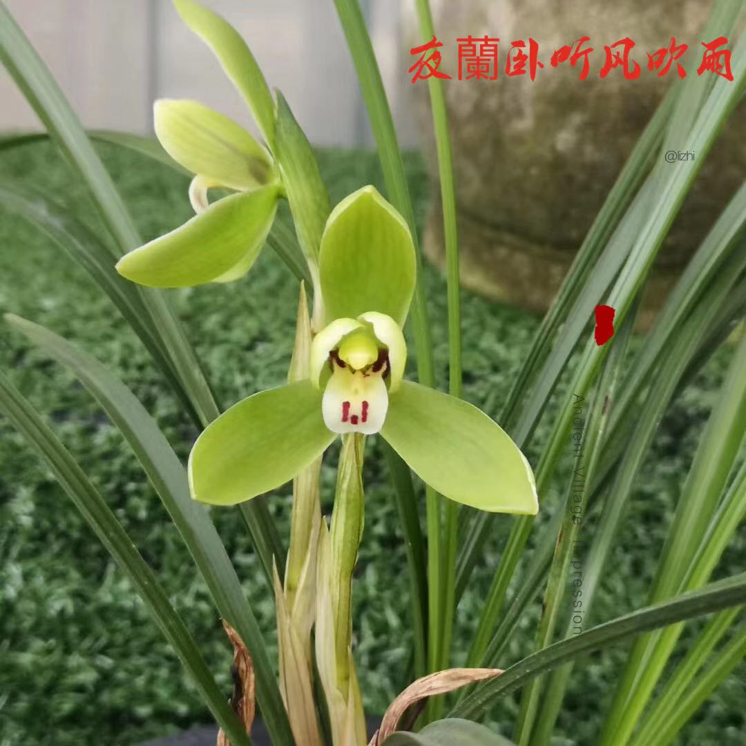 兰花上盆前晾根一般晾多久,裸根兰花上盆前需要泡根吗