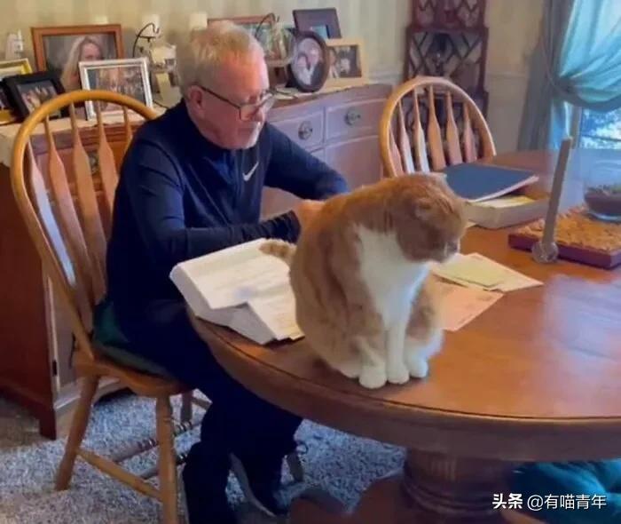 养猫也能治疗癌症?是真的