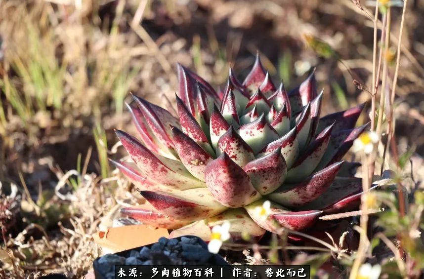 小警察的乌木：红与黑的霸气之美！