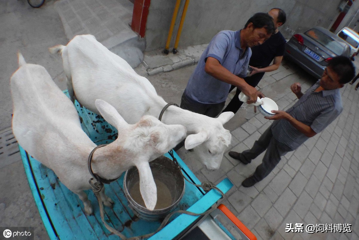 奶羊乳房炎用什么药,奶羊乳房发炎如何治疗