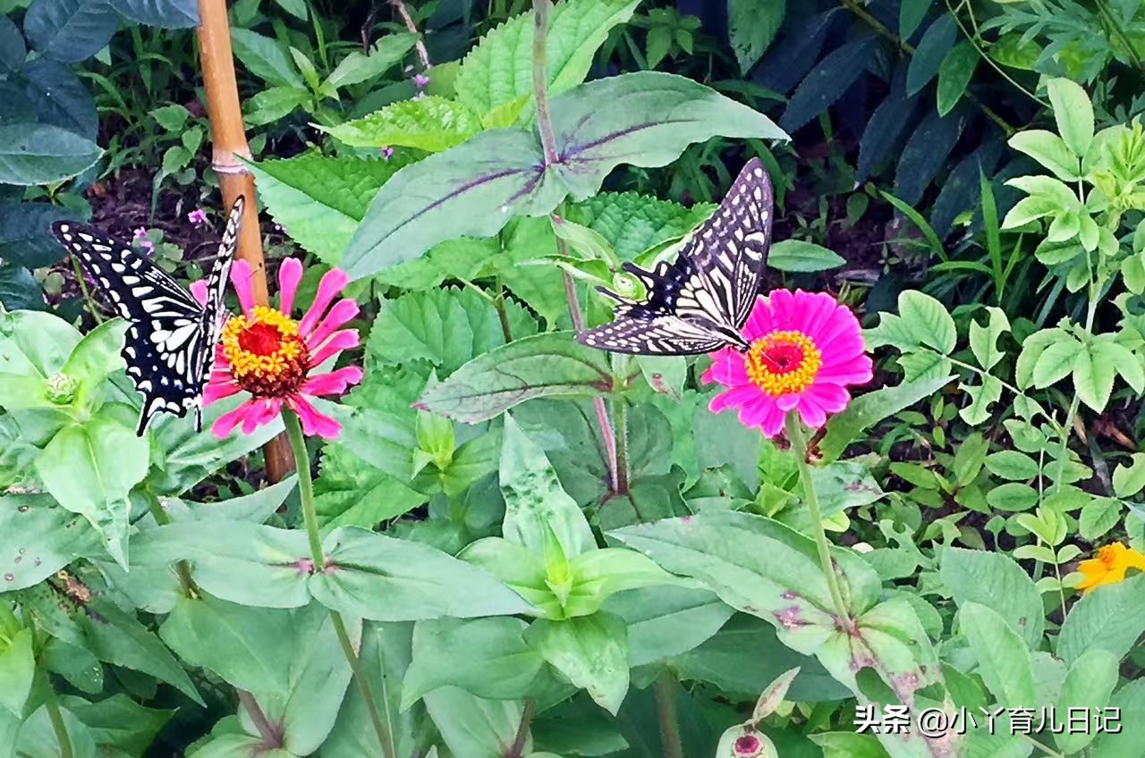 当孩子被人说长得丑,当孩子被别人说丑的时候怎么办