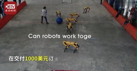 50万一只的波士顿机器狗,中国购买的波士顿机器狗