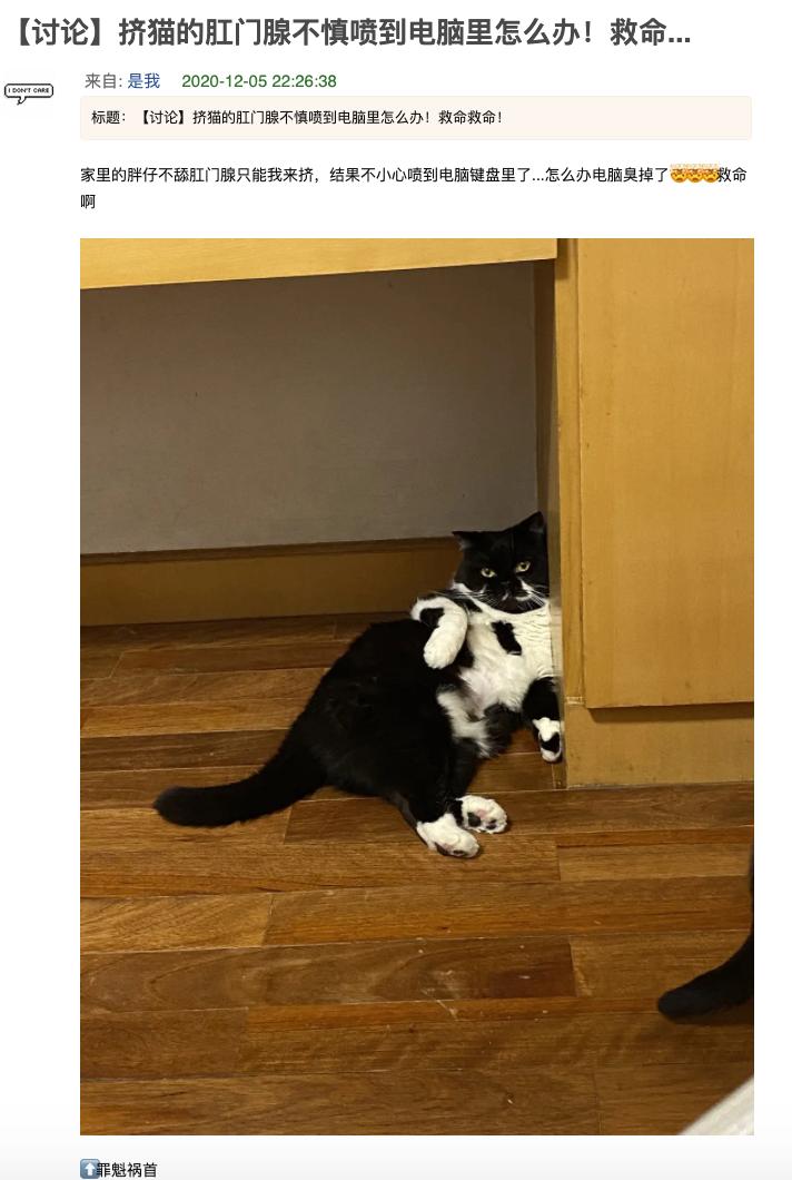 淦！给猫挤肛门腺喷到笔记本键盘上了