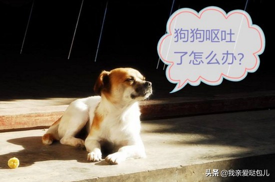 狗狗出现了呕吐的症状怎么办,狗狗呕吐的原因及解决方法