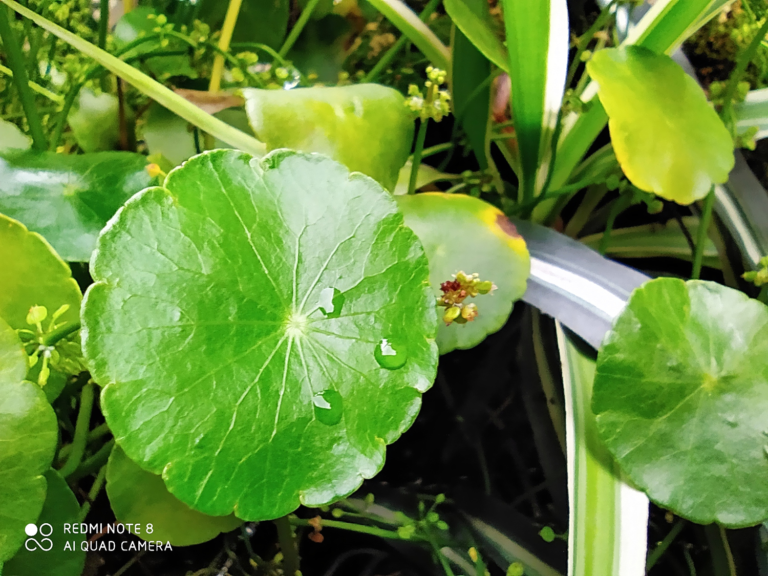 红米note9三个摄像头作用,红米note三个摄像头怎么用