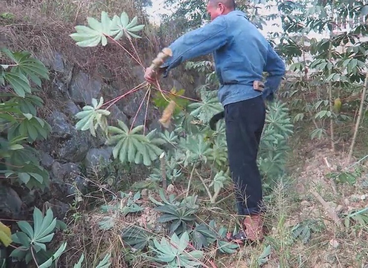 客家木薯粉块怎么吃,木薯粉怎么做出好吃的糖糕