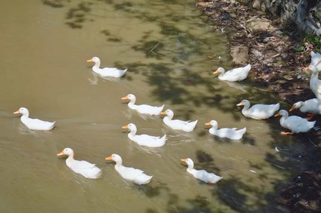 详解广东财经大学|附各专业录取分数，填报志愿必收藏