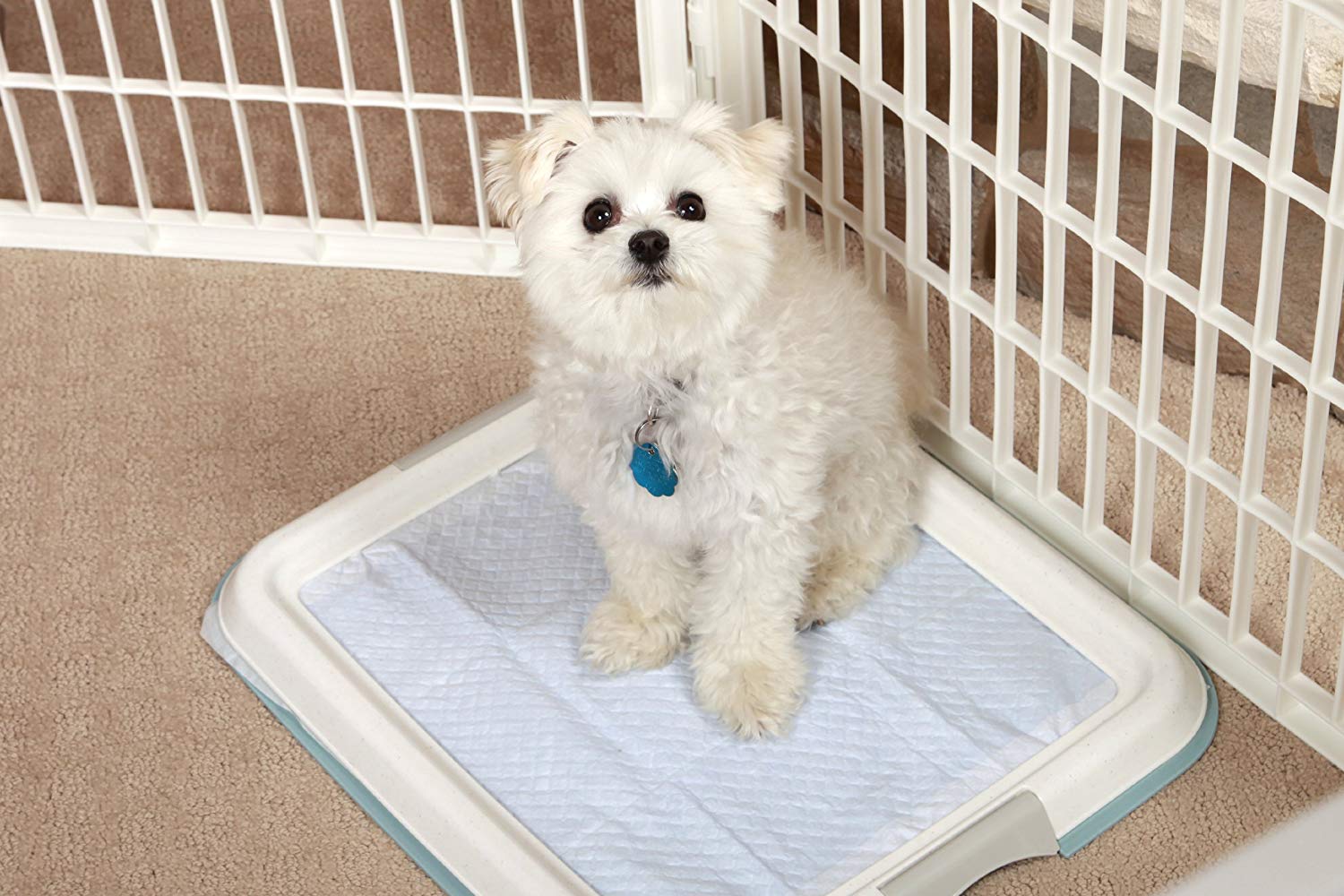 狗狗乱拉尿有绝招吗,狗狗乱拉大小便怎么办用花露水