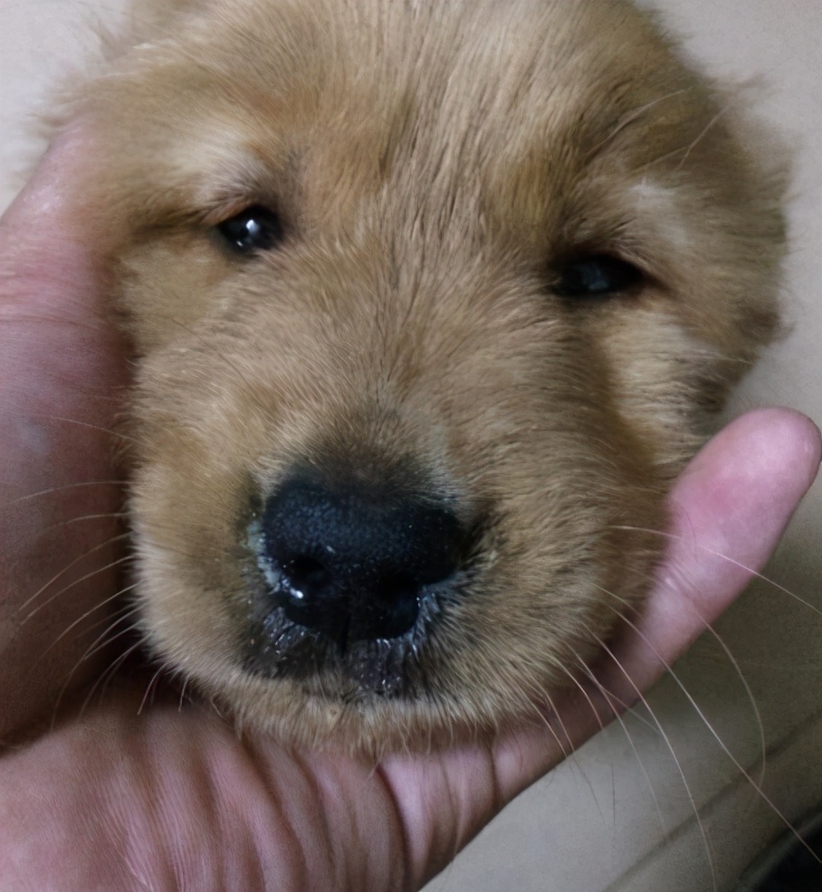 狗狗感冒了怎么办小视频,狗狗感冒什么症状