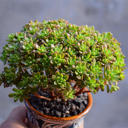 小人祭锦多肉寓意,多肉小人祭寓意