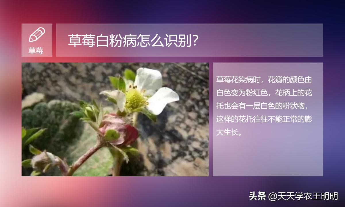 草莓白粉如何防治,草莓白粉怎么去除