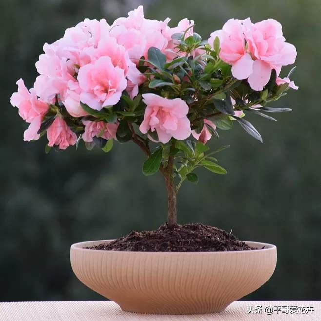 想要杜鹃开花怎么办,杜鹃如何度夏