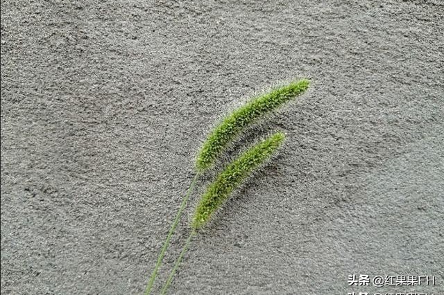 狗尾巴草也有它独特的美,曾经不起眼的狗尾巴草