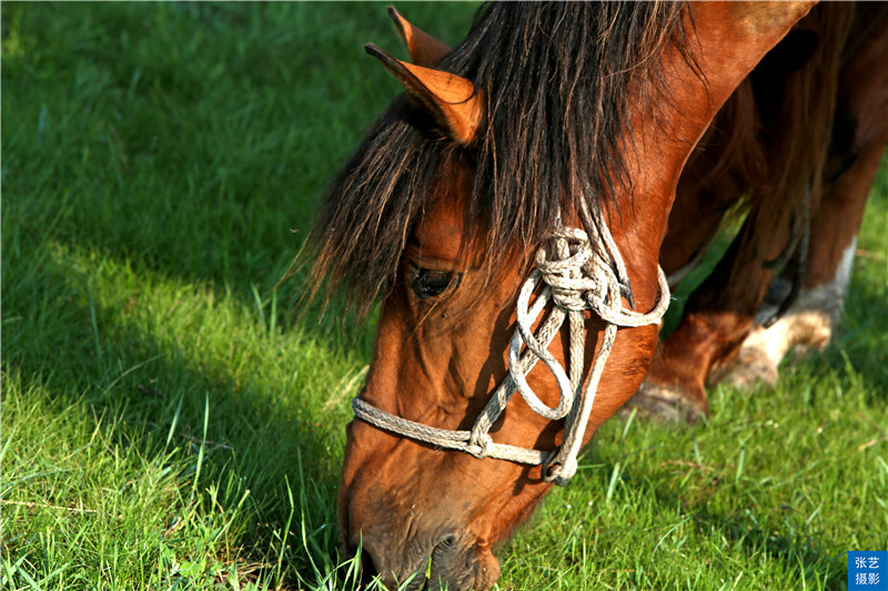 带你看美丽的呼伦贝尔大草原,呼伦贝尔大草原欣赏